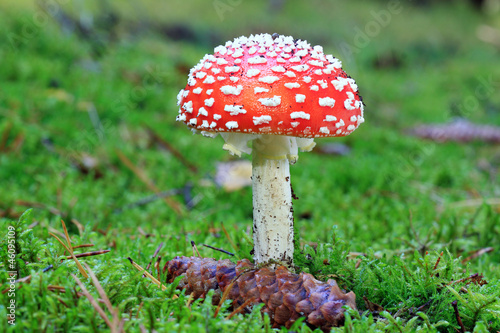 Amanita muscaria - growing in moss in the forest