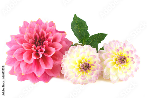 Dahlia flower arrangement on white background