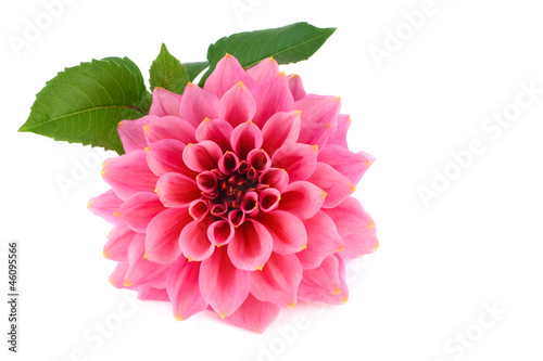 Fototapeta Naklejka Na Ścianę i Meble -  Large pink flower dahlia