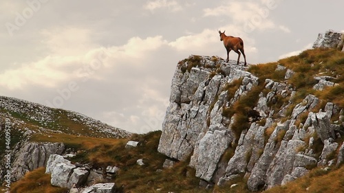 Chamois on the top of a rock