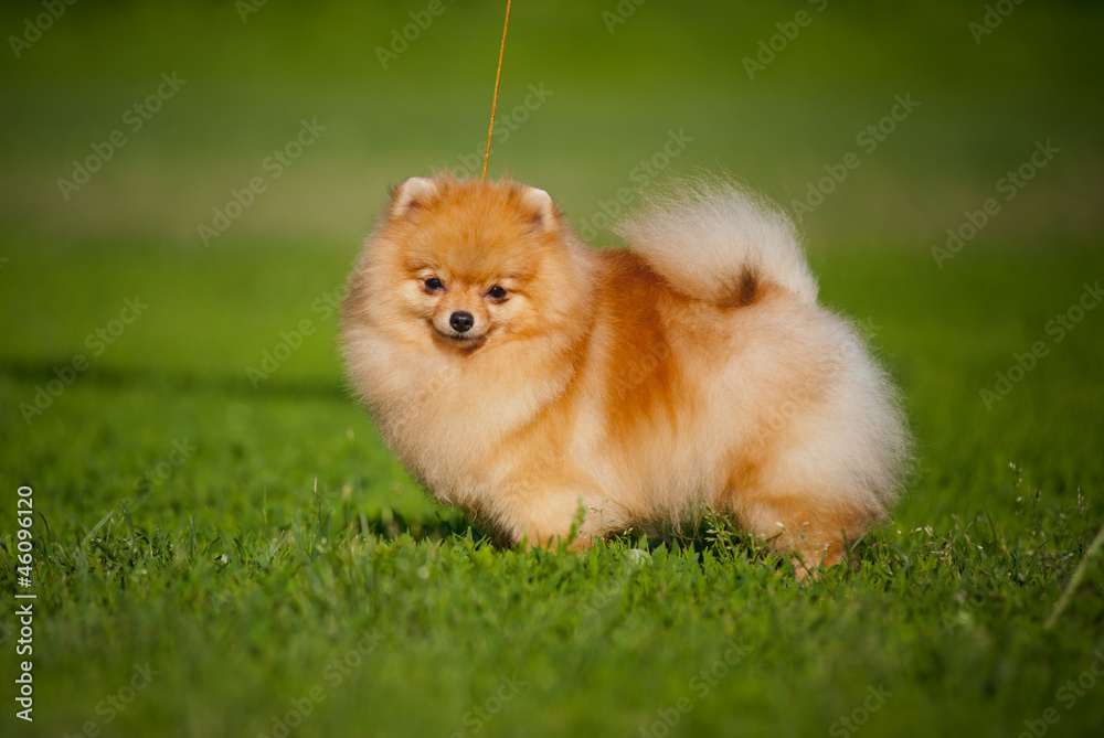 Young puppy Spitz in summer Young puppy Spitz in summer