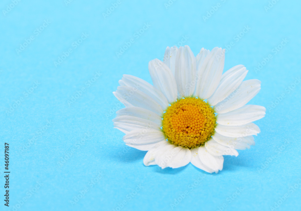 Obraz premium Wild chamomile
