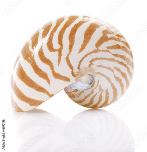 Nautilus pompilius sea shell, isolated on white, shallow dof