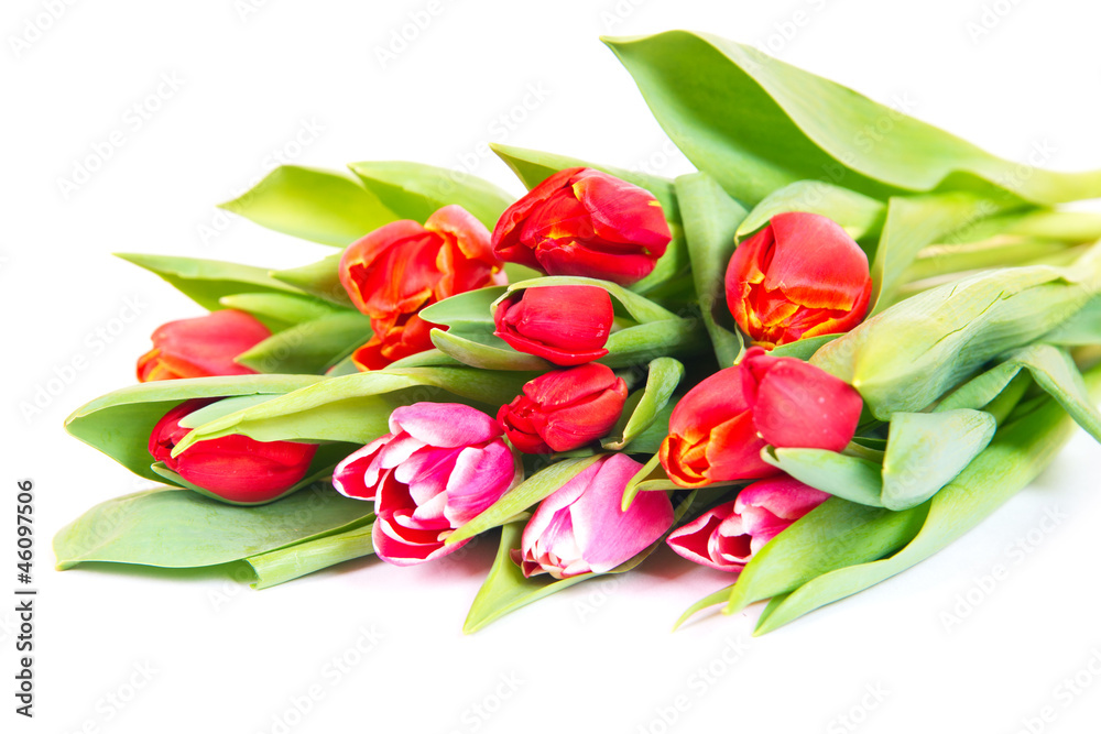 Tulips bouquet isolated on white Tulips bouquet isolated on white