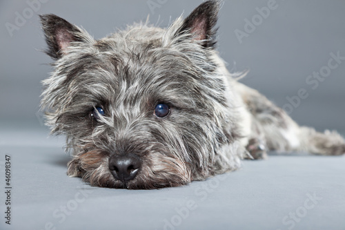 Canvastavla Grey cairn terrier isolated on grey background