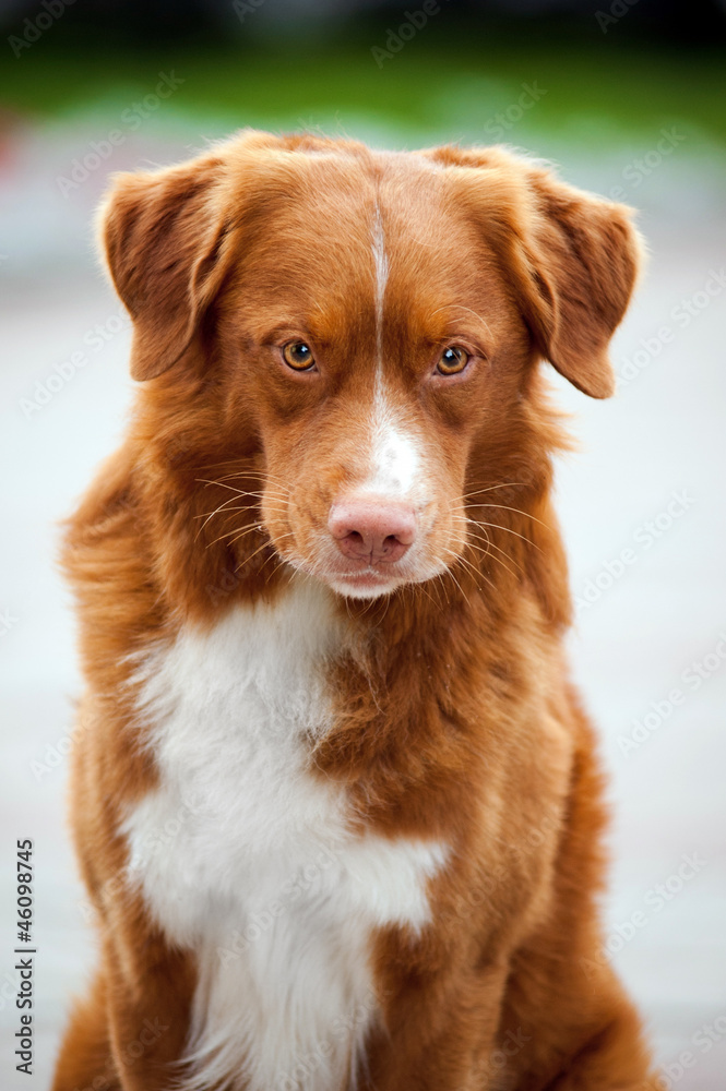 golden retriever Toller dog looks into the camera