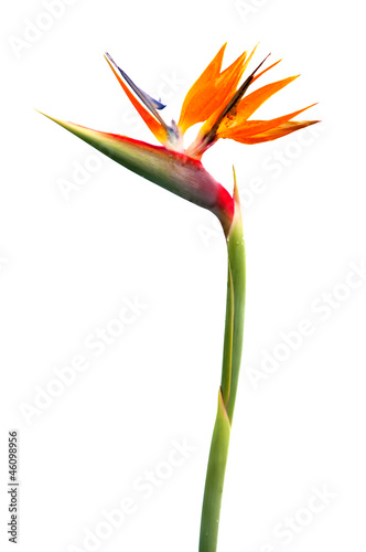 Bird of Paradise Flower