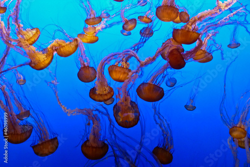 Jellyfishes in Monterey