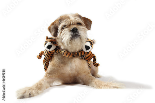 nice dog with two tigers in the neck photo