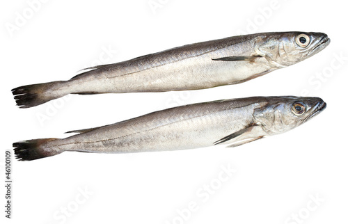 Pescadilla