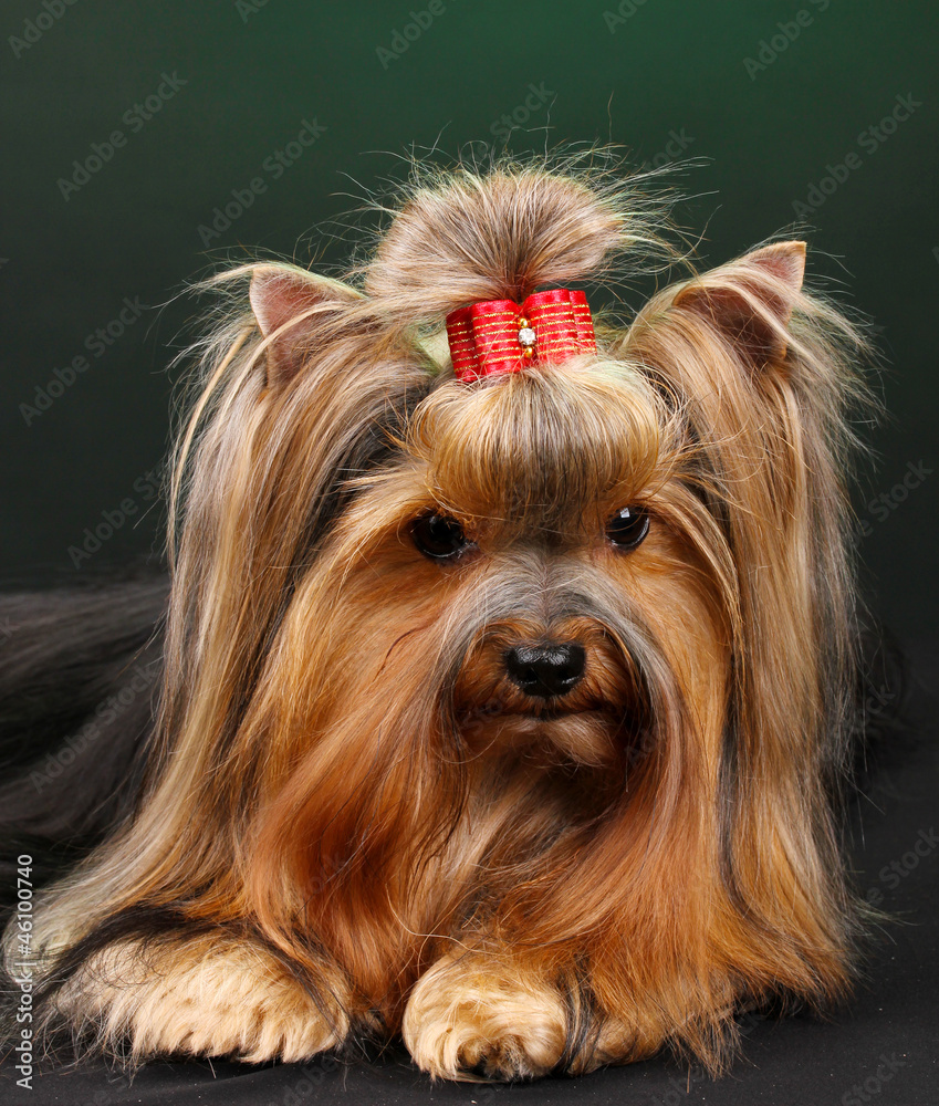 Naklejka premium Beautiful yorkshire terrier on colorful background