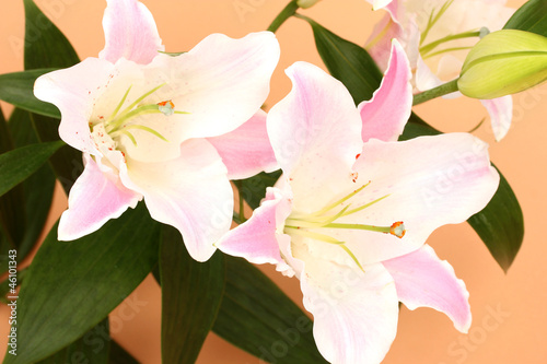Fototapeta Naklejka Na Ścianę i Meble -  beautiful lily on beige background