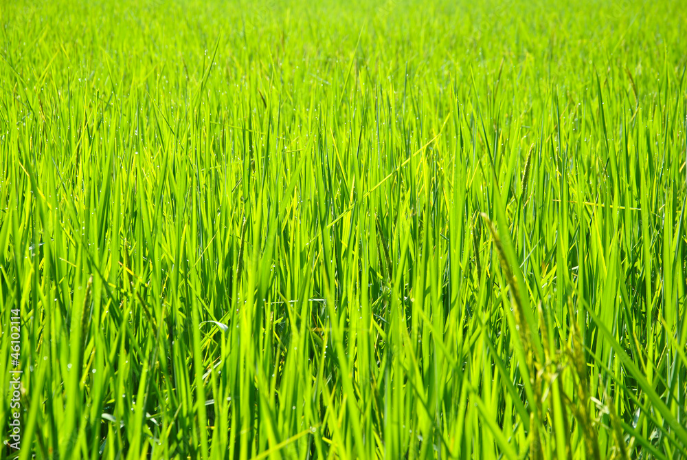 Rice field in Thailand Rice field in Thailand
