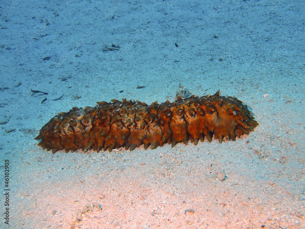 Obraz premium Sea cucumber, Red sea, Dahab