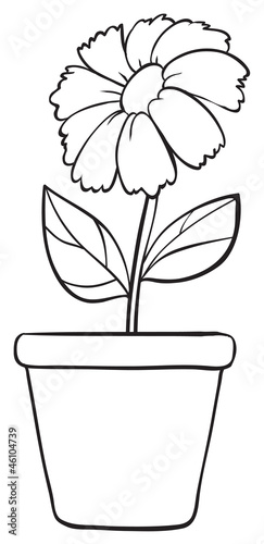 Fototapeta Naklejka Na Ścianę i Meble -  Black white flower