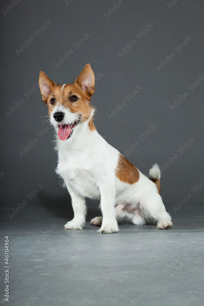 Young cute jack russell dog isolated on grey.