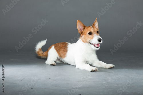 Young cute jack russell dog isolated on grey.