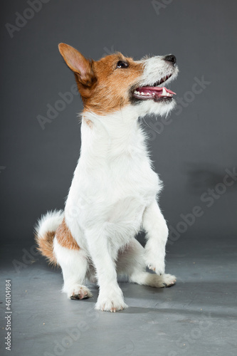 Young cute jack russell dog isolated on grey.