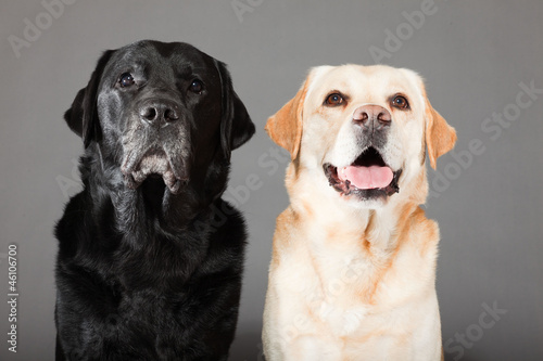 Two labrador dogs together blonde and black isolated on grey.