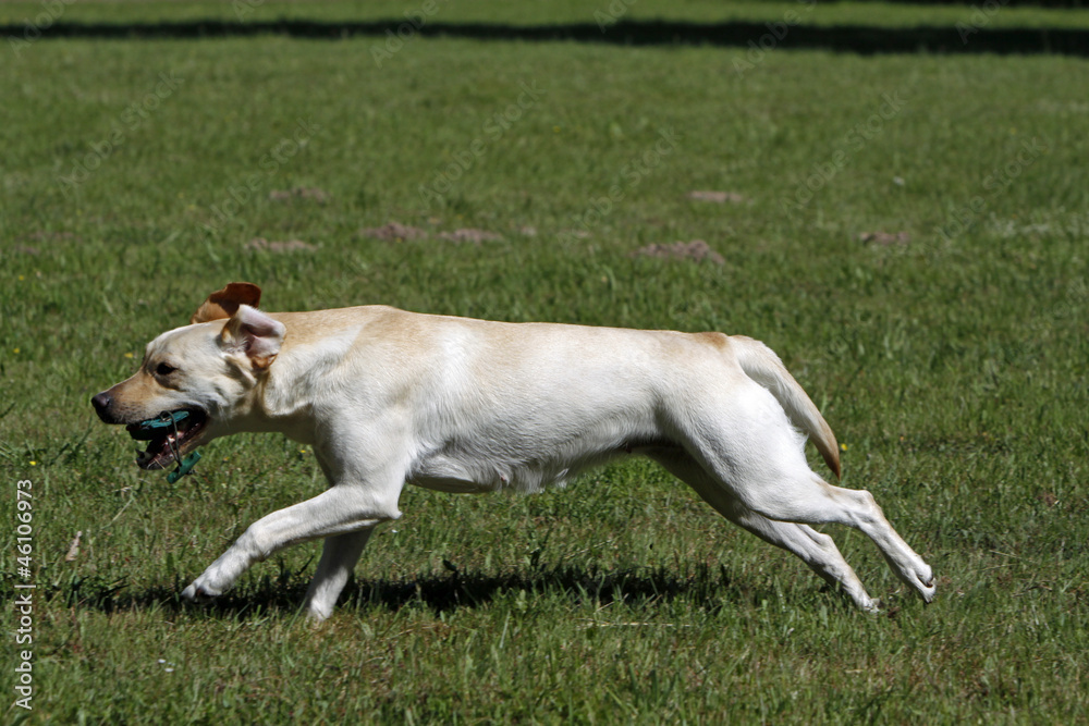 Labrador Retriever