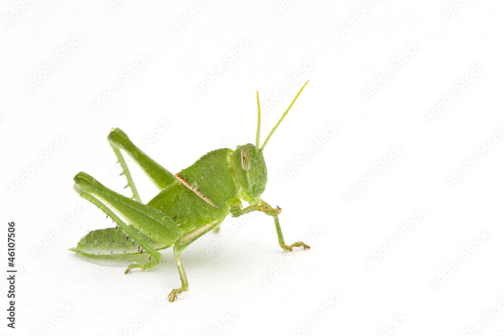Grasshopper in front of white background Grasshopper in front of white background