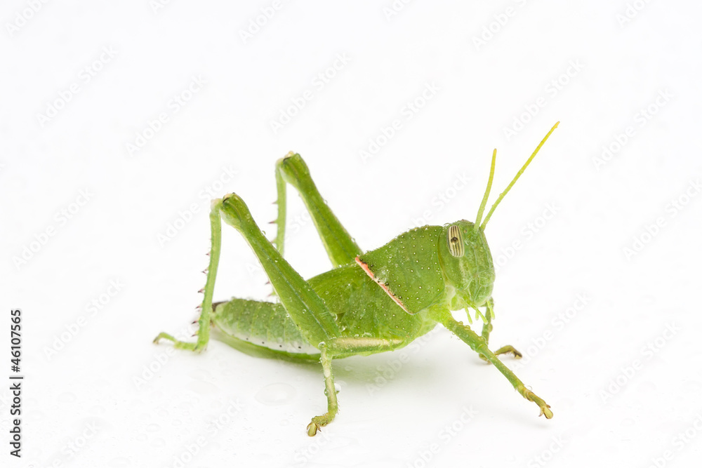 Grasshopper in front of white background Grasshopper in front of white background