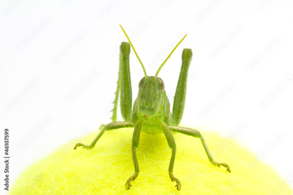 Grasshopper in front of white background Grasshopper in front of white background