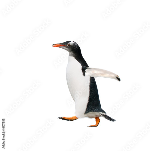 gentoo penguin over white background