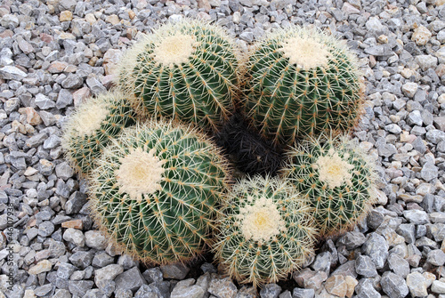 cactus © virginievanos