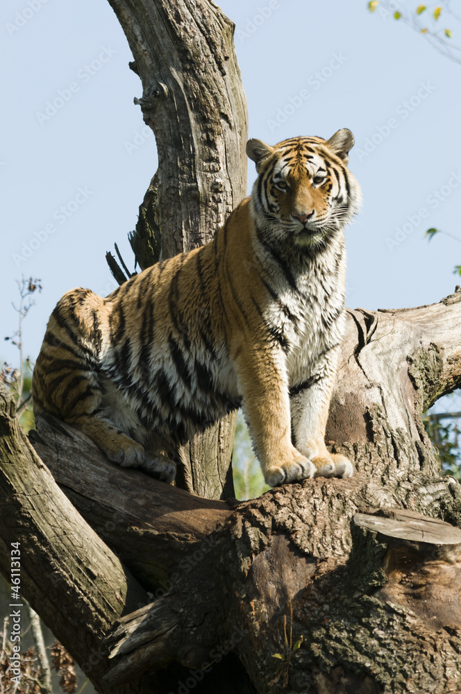 Tiger on tree