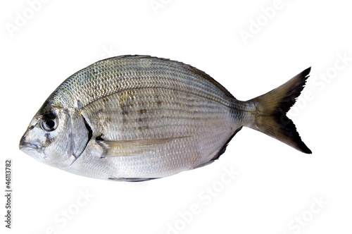 Fresh sargus on white background