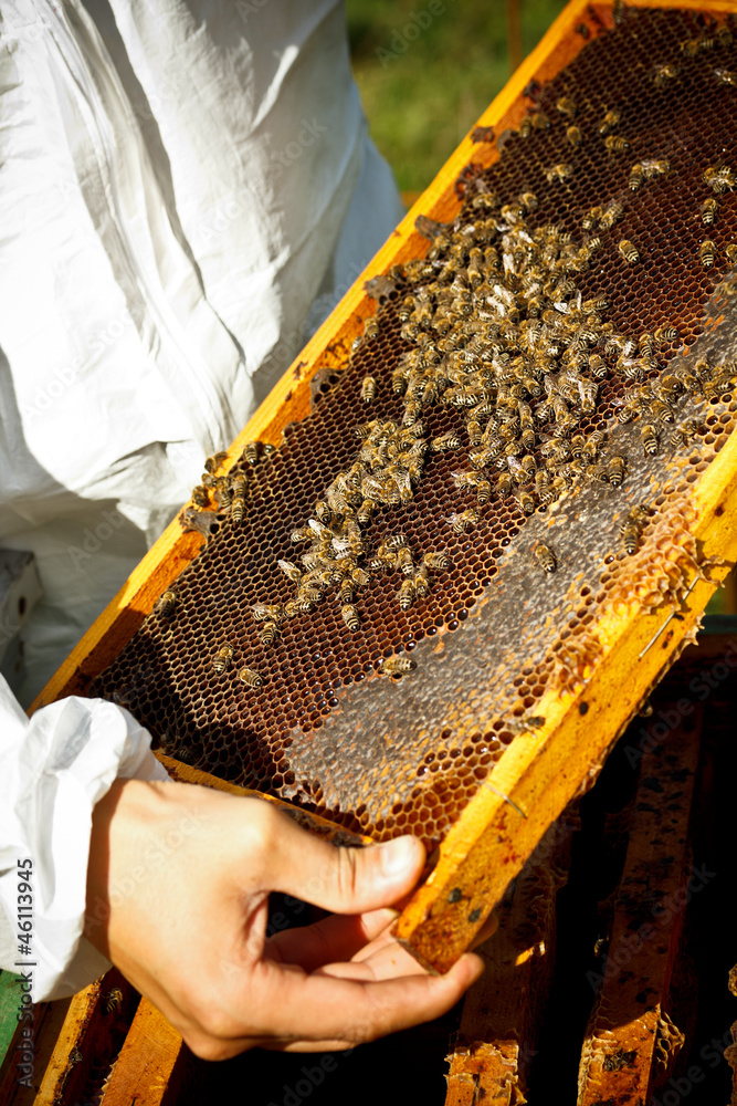 Beekeeper - obrazy, fototapety, plakaty 