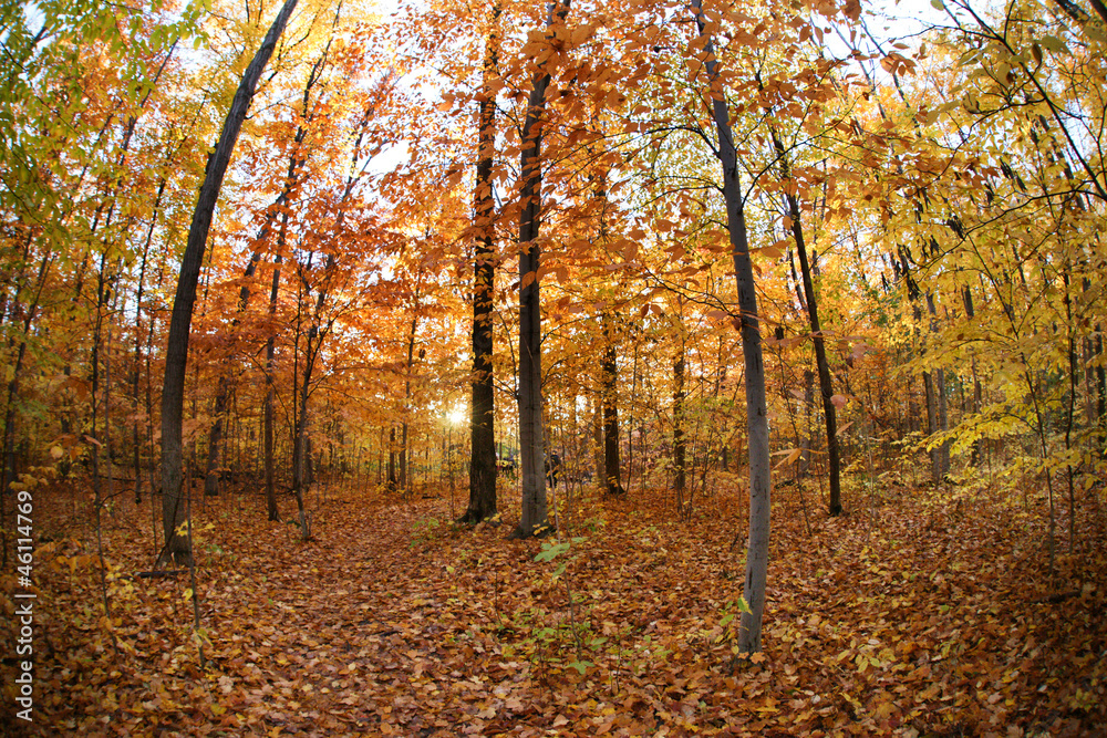 Obraz premium Autumn forest