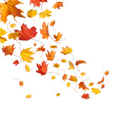 Autumn falling leaves