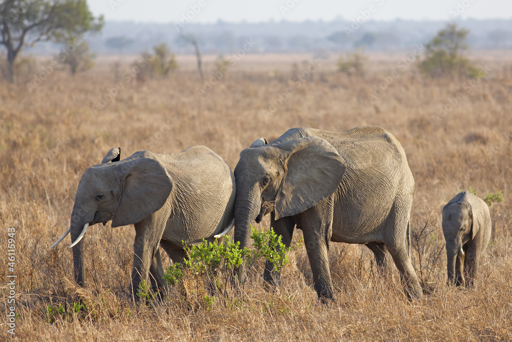 Wild Elephant Wild Elephant