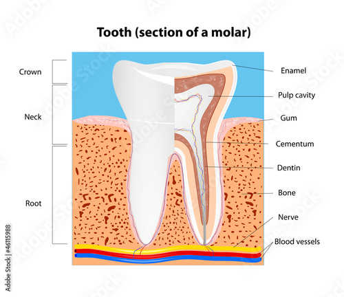 Human Tooth structure. Vector