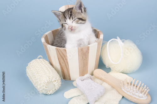 kitten sitting on colored background