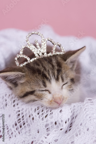 kitten sitting on colored background