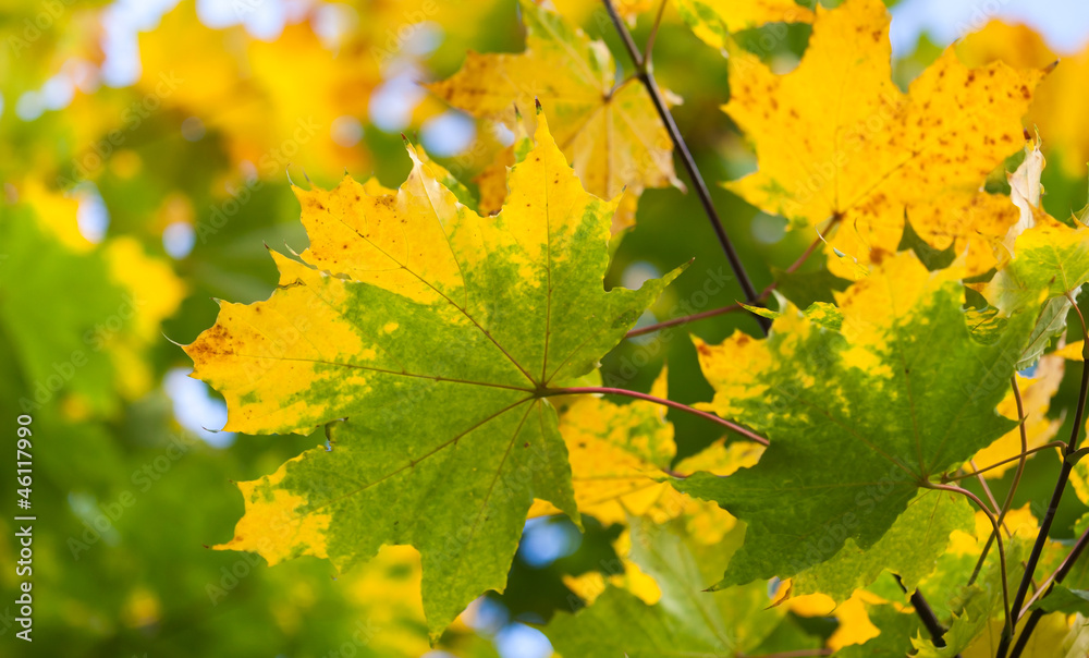 Yellow and green autumn maple leaves background. Selective focus Yellow and green autumn maple leaves background. Selective focus