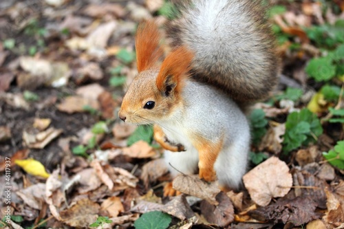 squirrel standing on the ground