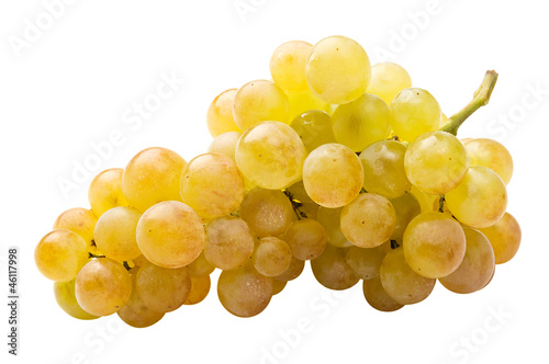 White grape (riesling) fully isolated photo