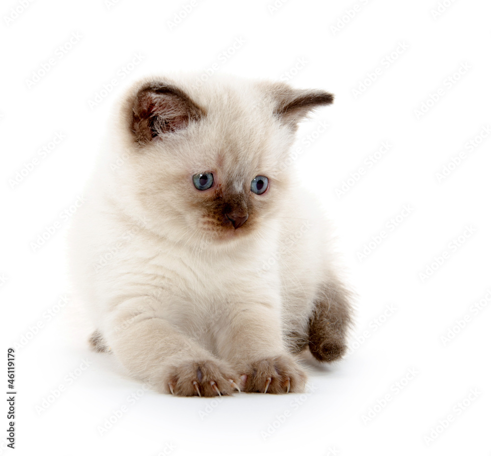 Cute kitten playing on white