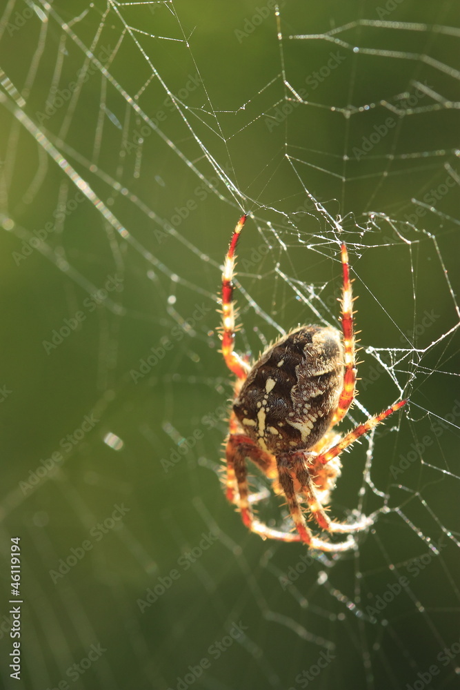 Araignée Araignée