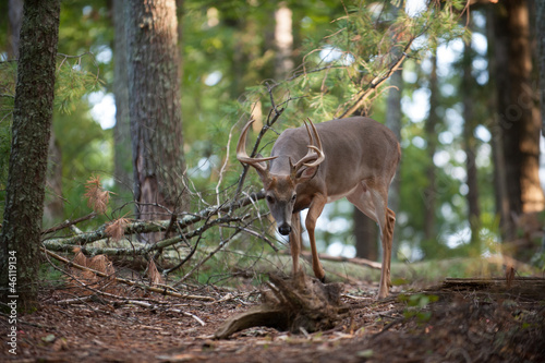 Large white-tailed deer buck