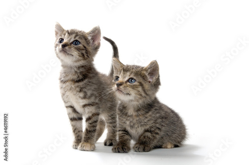 Two tabby kittens on white