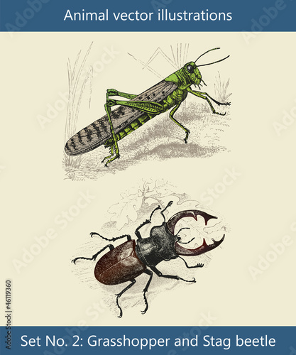 Vektor Illustrationen Heuschrecke und Hirschkäfer