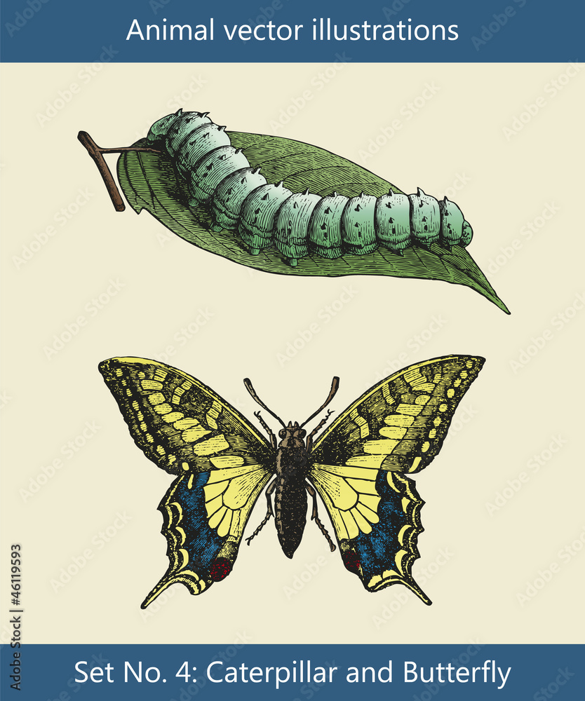 Vektor Illustrationen Raupe und Schmetterling