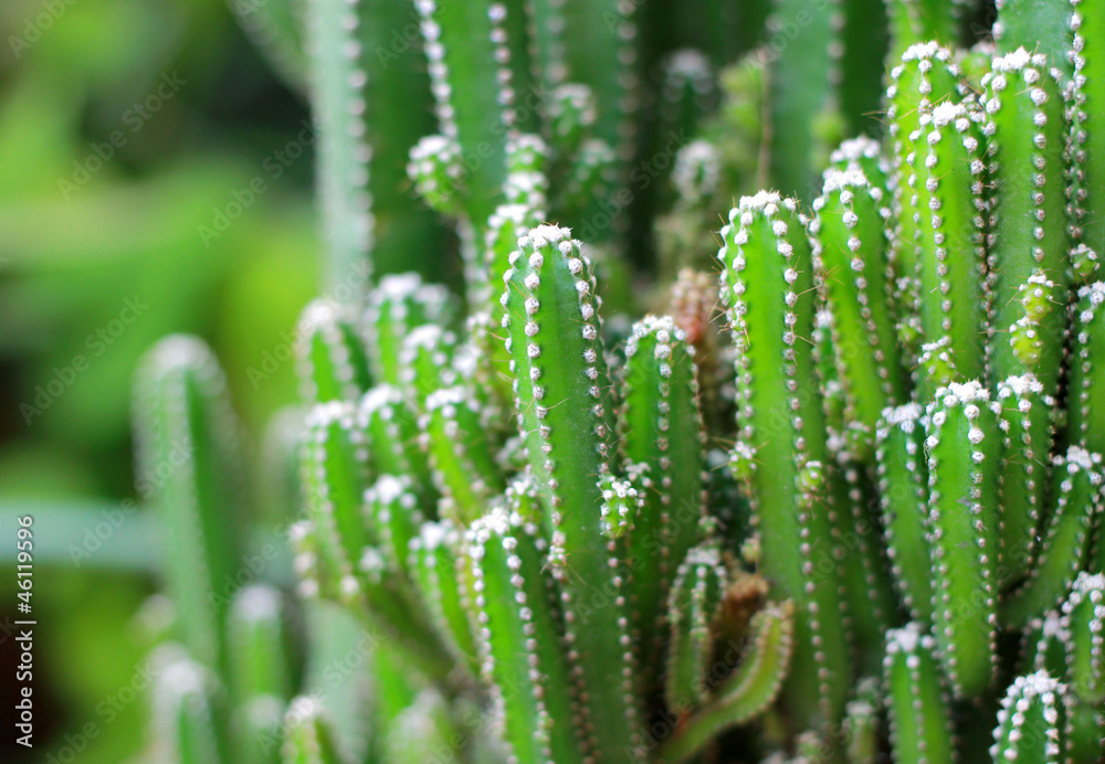 Close up of cactus plants Close up of cactus plants