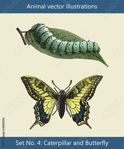 Vektor Illustrationen Raupe und Schmetterling