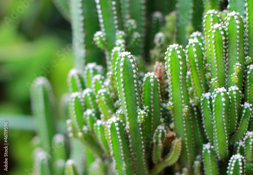 Close up of cactus plants